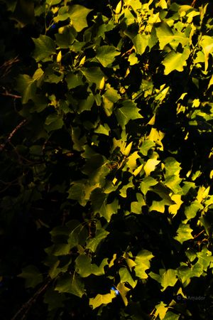 Sunlit green ivy leaves with dramatic shadows creating contrast against a dark background.