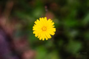 Single vibrant yellow dandelion flower in sharp focus against a soft green bokeh background.