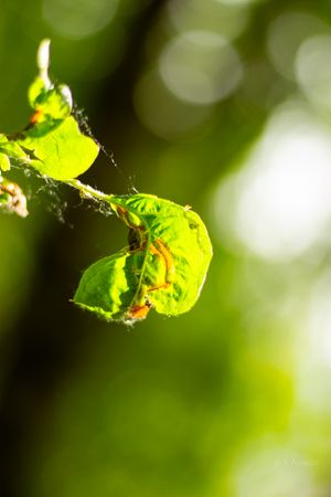 Sunlit green leaves on a branch with spider webs against a soft bokeh green forest background.