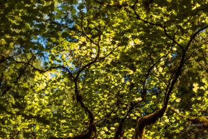 Sunlight filters through lush green tree canopy with twisting dark branches creating a natural woodland pattern.