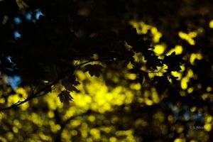 Dark silhouetted leaves frame a dreamy bokeh background of glowing yellow-green foliage.