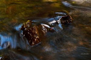 Smooth flowing stream water rushing over dark wet rocks in a shallow river.