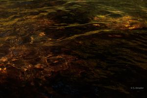 Close-up of shimmering water surface with warm amber and golden reflections creating an abstract natural pattern.