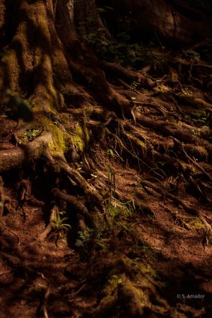 Ancient tree roots spread across a dark forest floor, covered in moss and surrounded by small ferns.