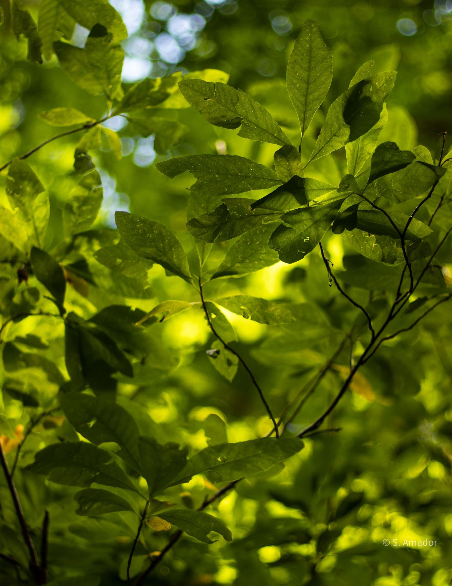 Vibrant green leaves backlit by sunlight on tree branches in a lush forest canopy.