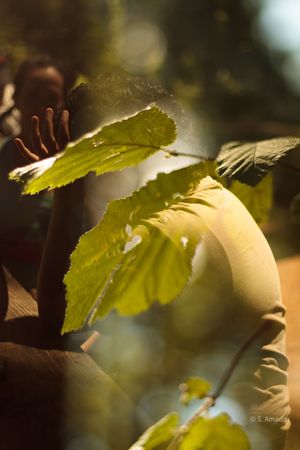 Sunlit green leaves glowing in warm golden light with a blurred human figure in the background.