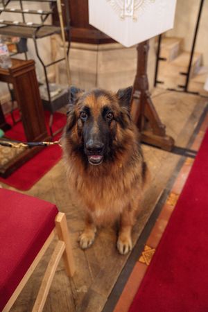 Long-haired German Shepherd dog sitting on red carpet inside a church during a wedding.
