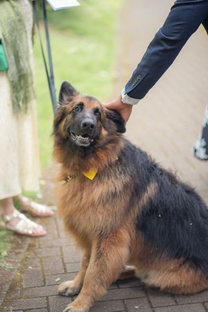 A fluffy German Shepherd dog with a yellow tag sits on brick pavers being petted by a wedding guest.
