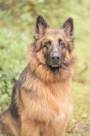 Long-haired German Shepherd dog sitting outdoors with alert ears and attentive gaze against green foliage background.