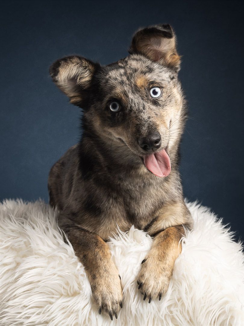 Fine-art hondenfotografie in de studio, portret van hond met uitgesproken expressie