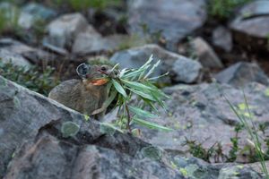 Close-up of green plants growing between rocky mountain terrain.