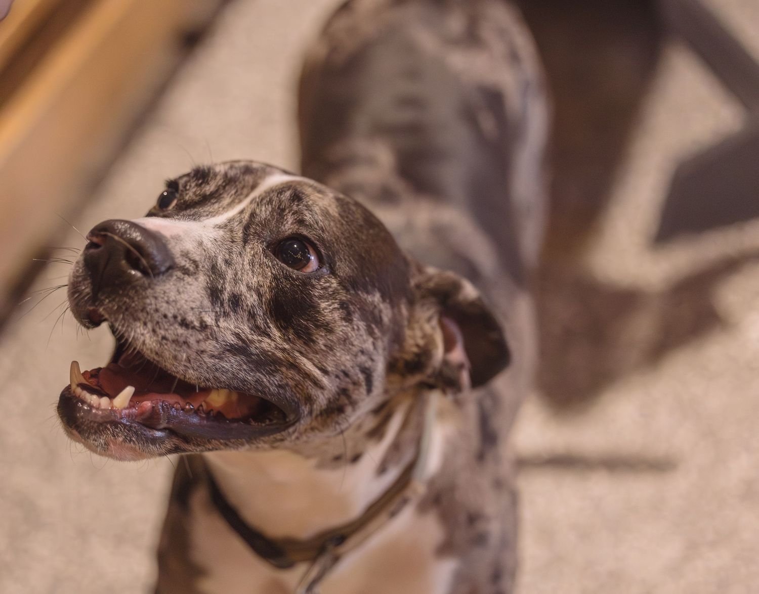 Pitbull