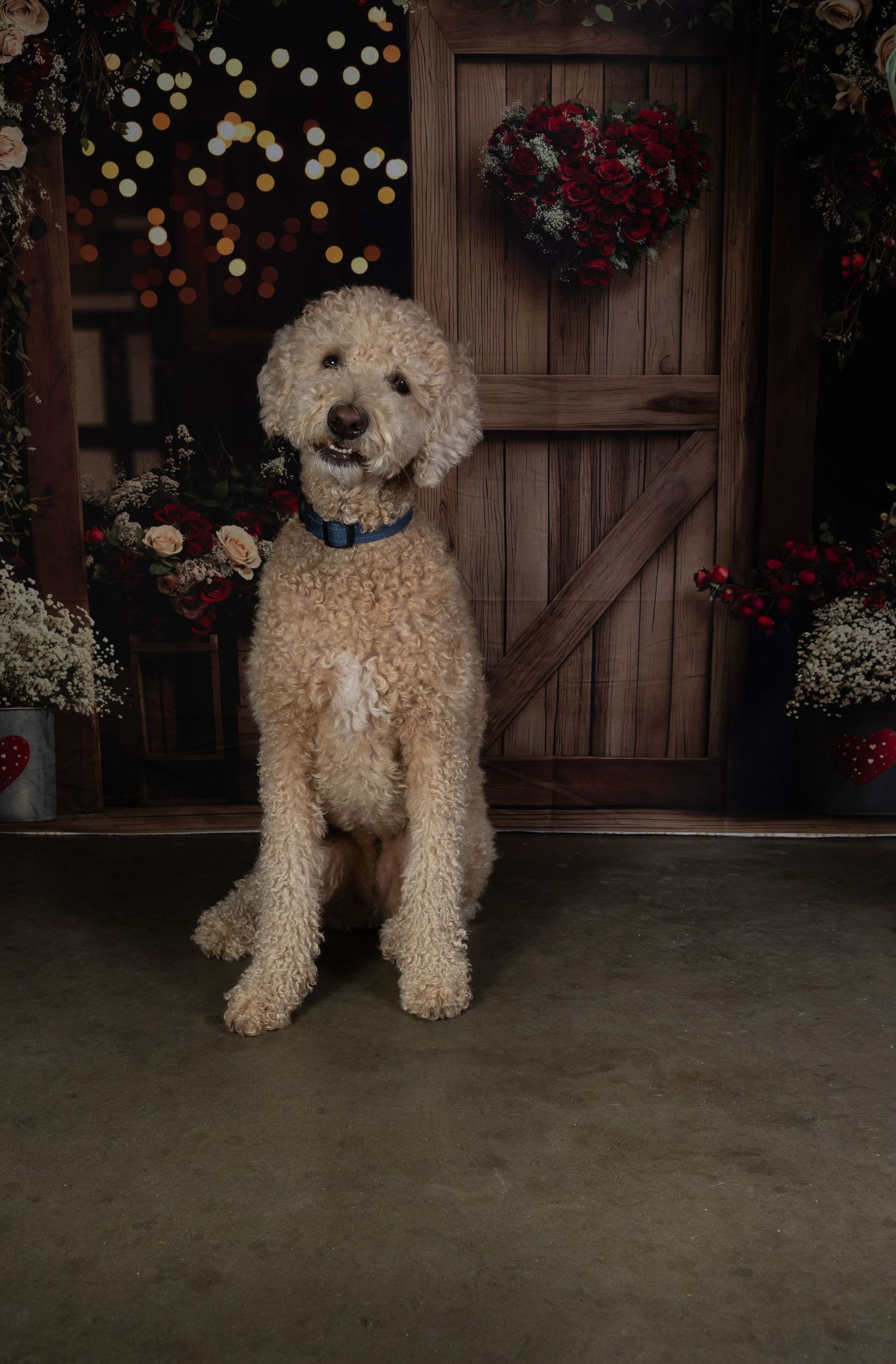 A fluffy goldendoodle dog poses in front of a rustic wooden door with red flowers in the background.