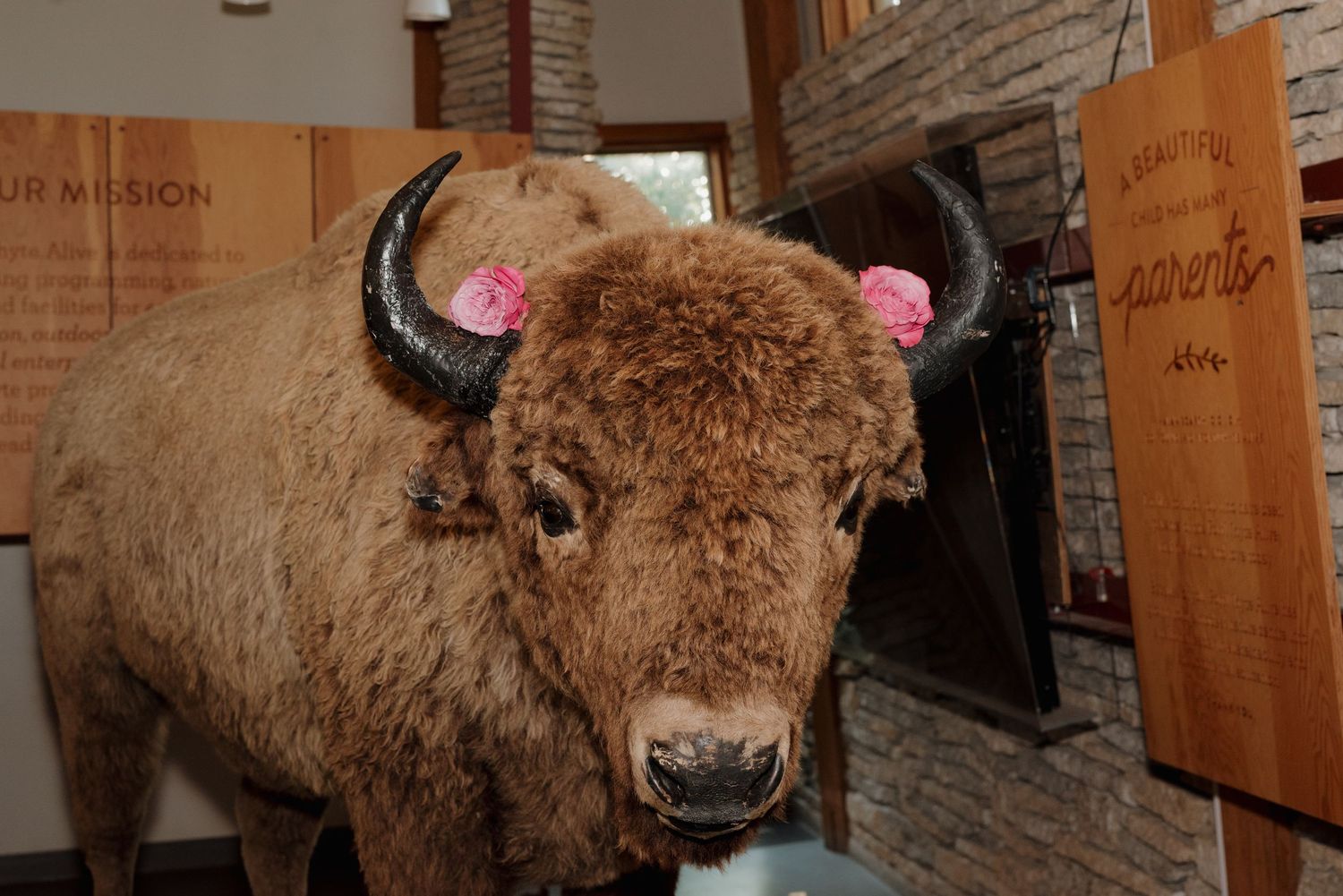 Large brown buffalo or bison standing near wooden posts in an indoor venue setting.