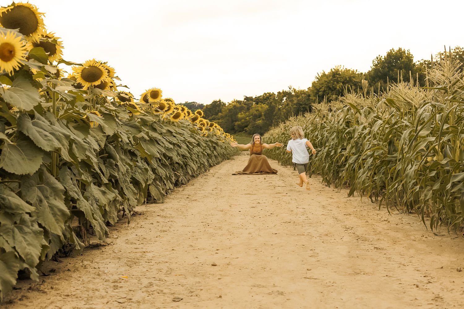 A dirt path leads through tall sunflower fields with someone walking in the distance on a sunny day.