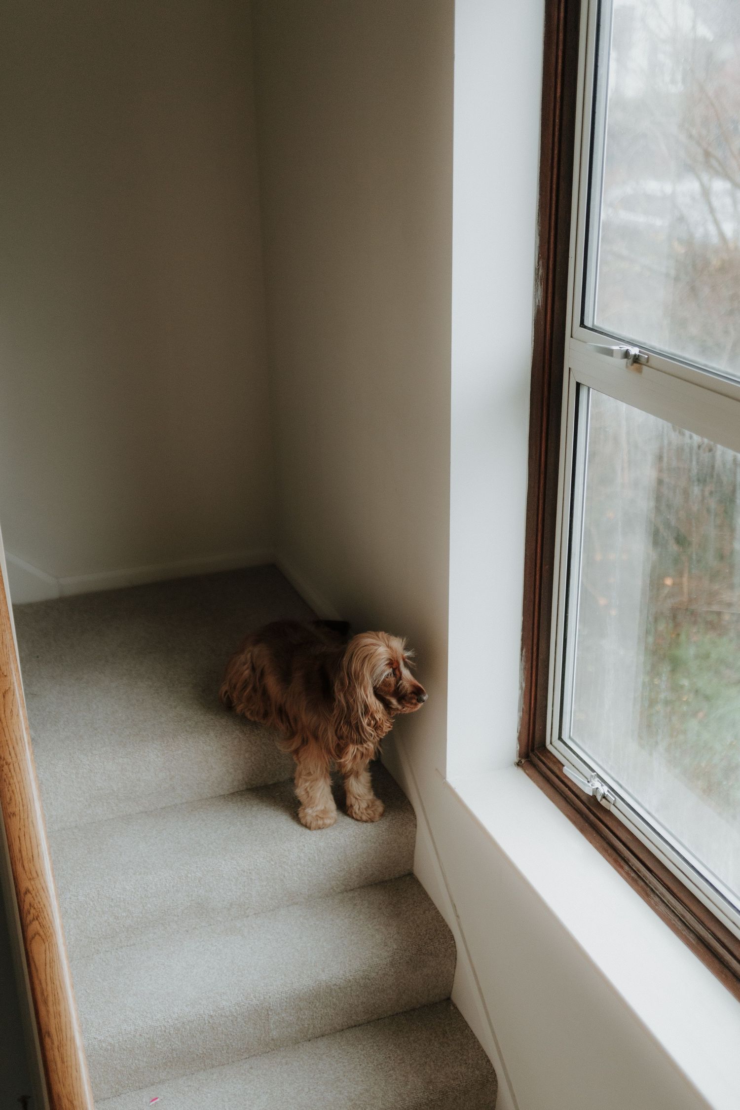 Small brown dog looking out through three large windows in a minimalist white room interior.