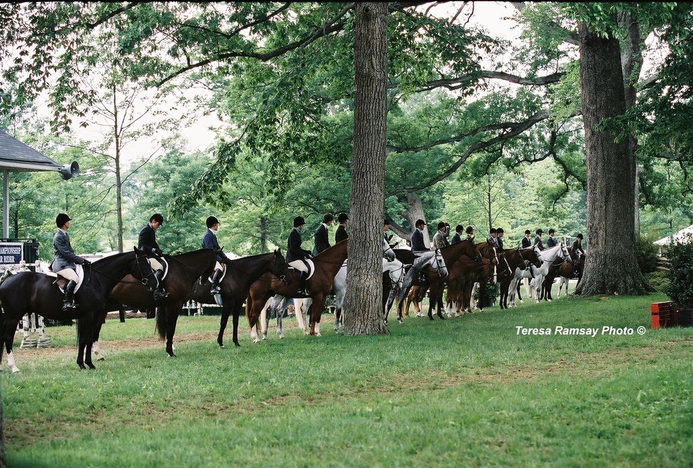 A line of horses and riders gather beneath tall trees in a peaceful woodland setting.