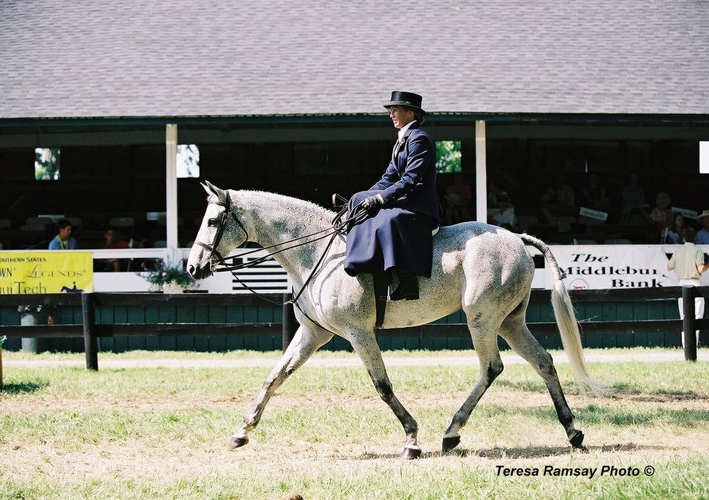 A sequence of equestrian dressage movements showing a horse and rider performing in an outdoor arena.