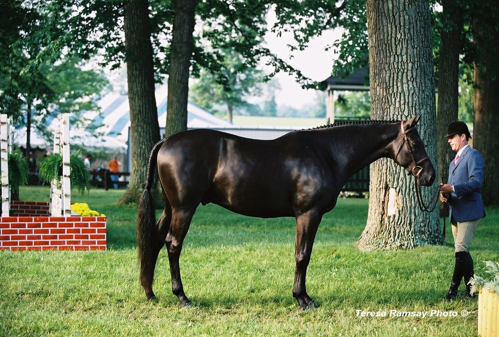 Dark horses stand in a grassy area near trees and a brick wall during an outdoor gathering.