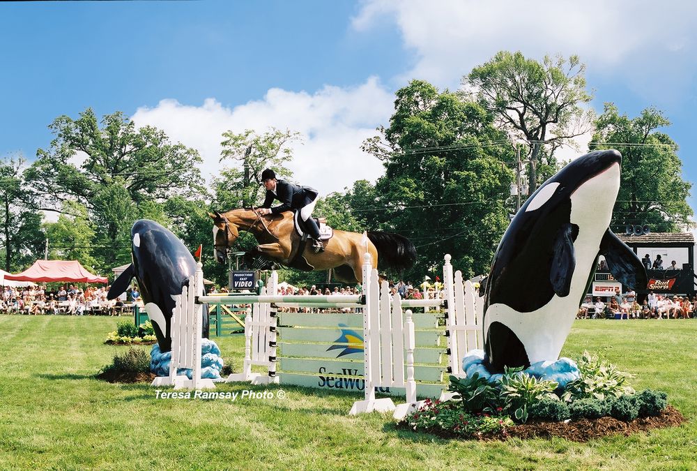 A horse and rider navigate a series of white and blue show jumping obstacles on a sunny grass course.