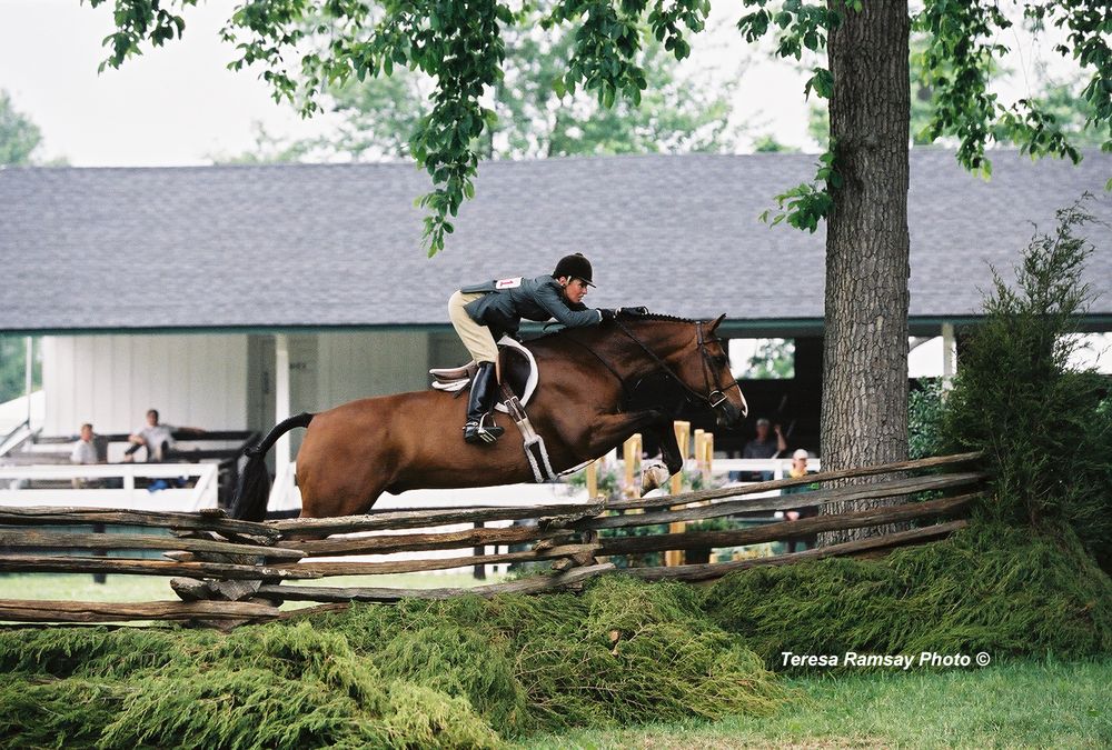 A rider guides their horse over a series of rustic wooden jumps in a tree-lined equestrian course.