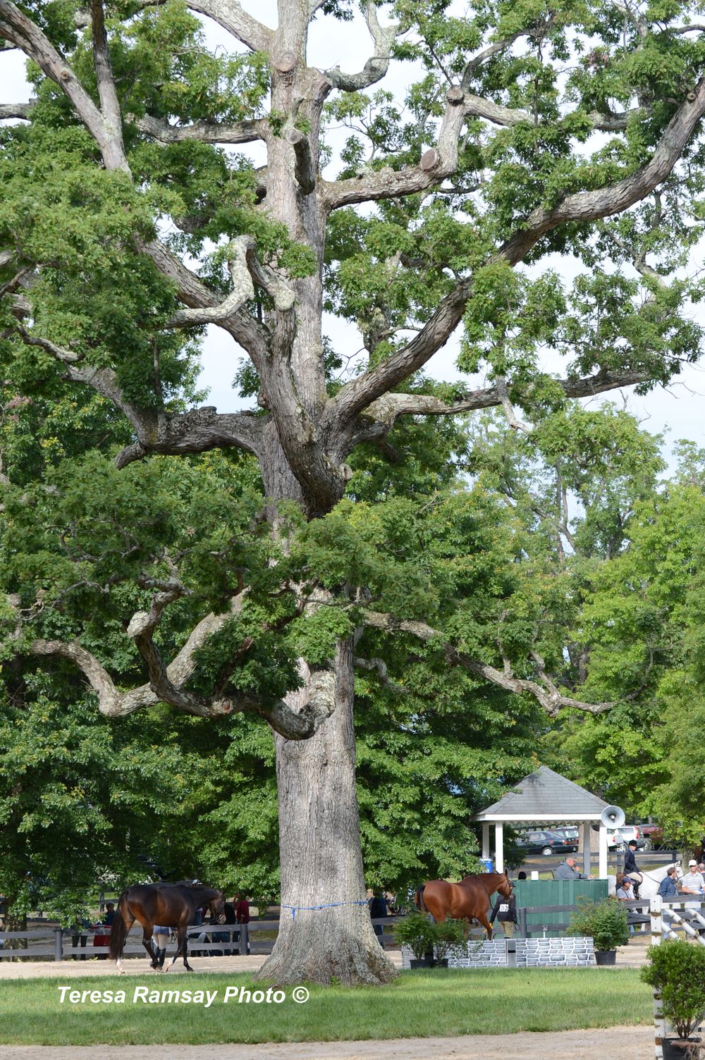 A massive old oak tree with sprawling branches stands majestically in a green park setting with a white building in the background.