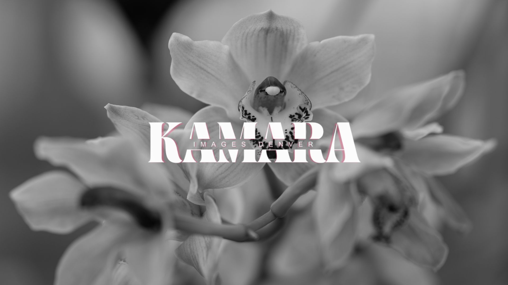 Black and white macro photograph of a flower with the word 'KAMERA' overlaid in white text.
