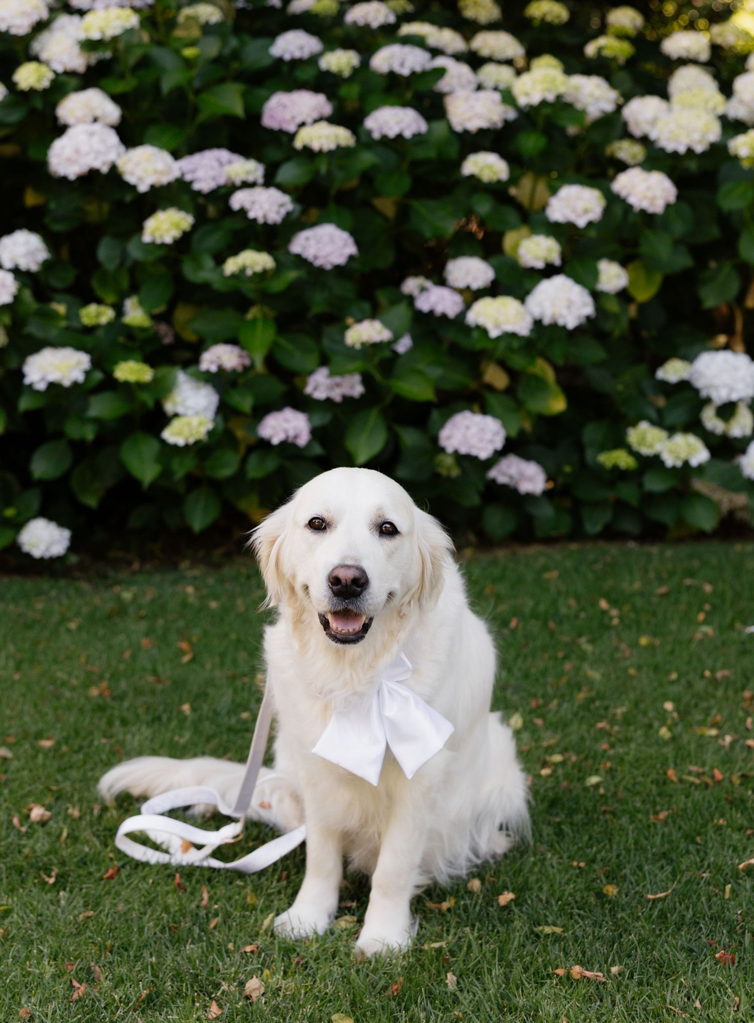 A white Golden Retriever dog lies on green grass with blooming white hydrangea flowers in the background.