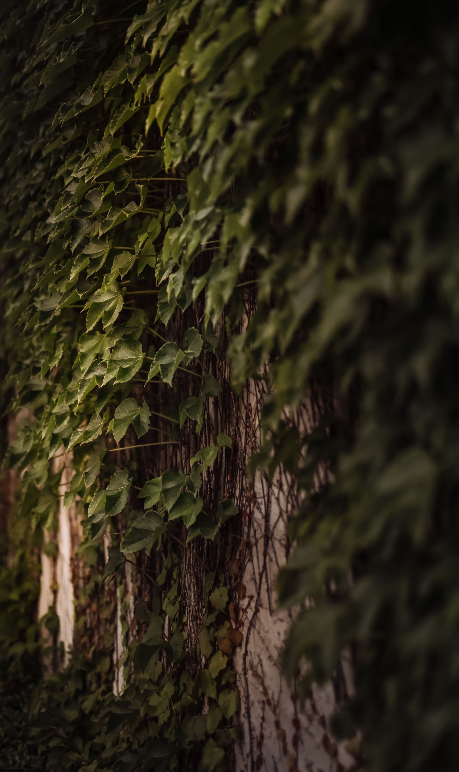 A lush green ivy vine wall covering an old stone surface with dark moody lighting and shallow depth of field.