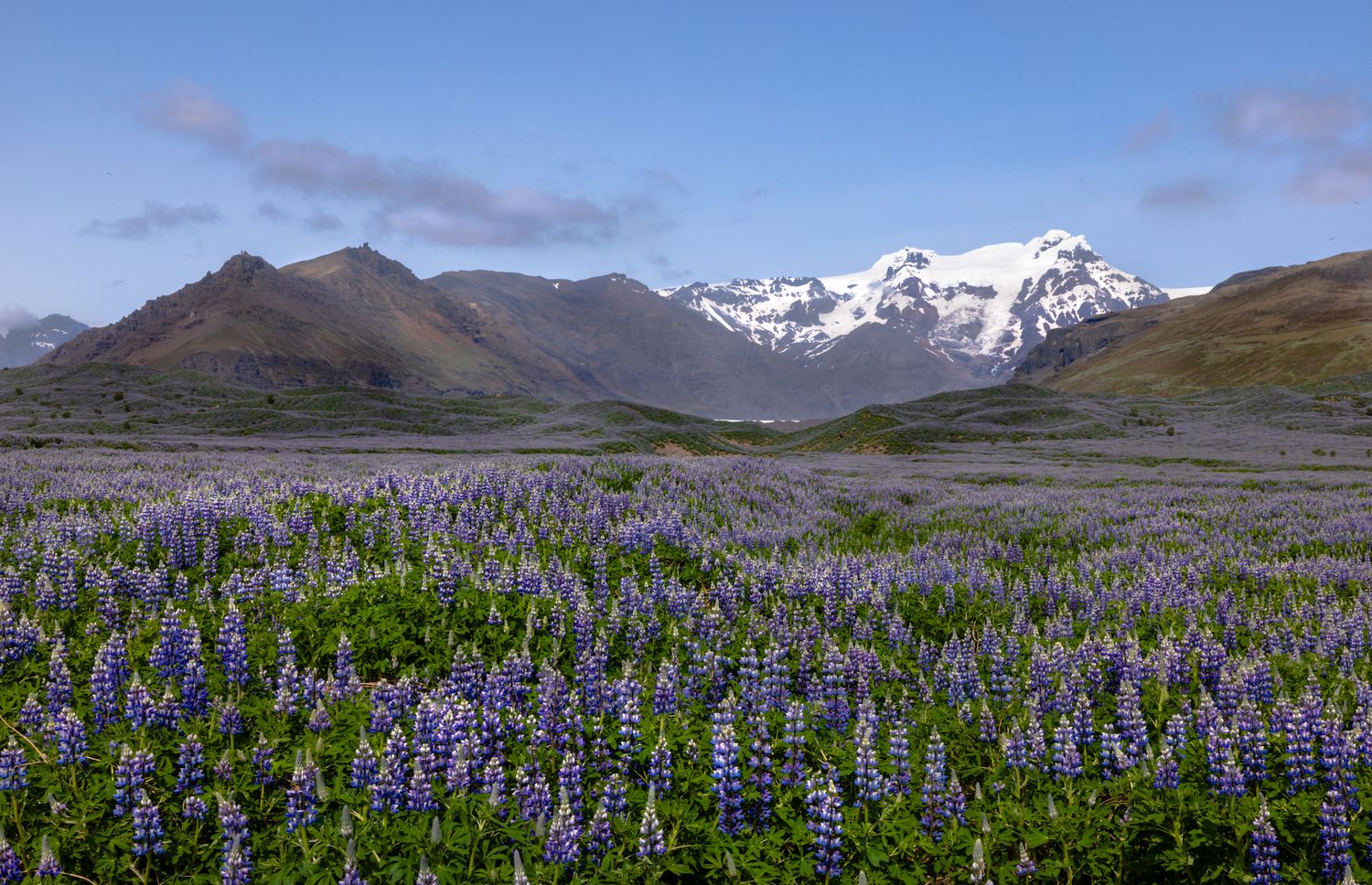 Purple Lupines line the landscape with a large snow covered mountain peak in the background