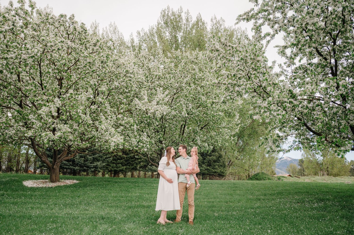 A couple holds hands beneath blooming white cherry blossom trees on a lush green lawn during spring.