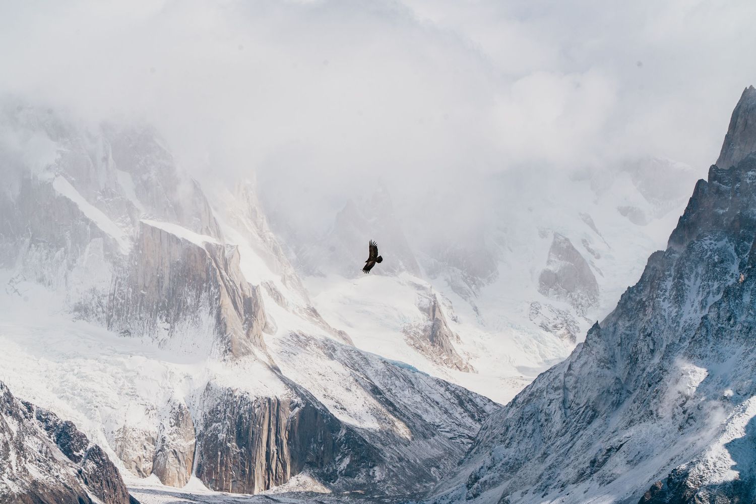 Condor in flight in Patagonia, Argentina