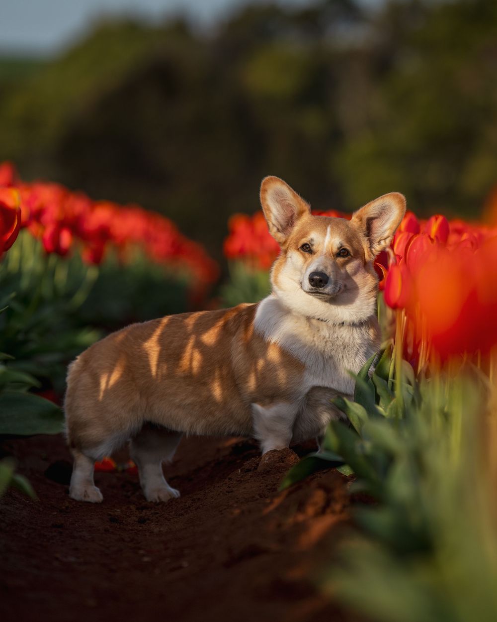 A brown Shiba Inu puppy rests among vibrant red tulips in a garden during golden hour lighting.