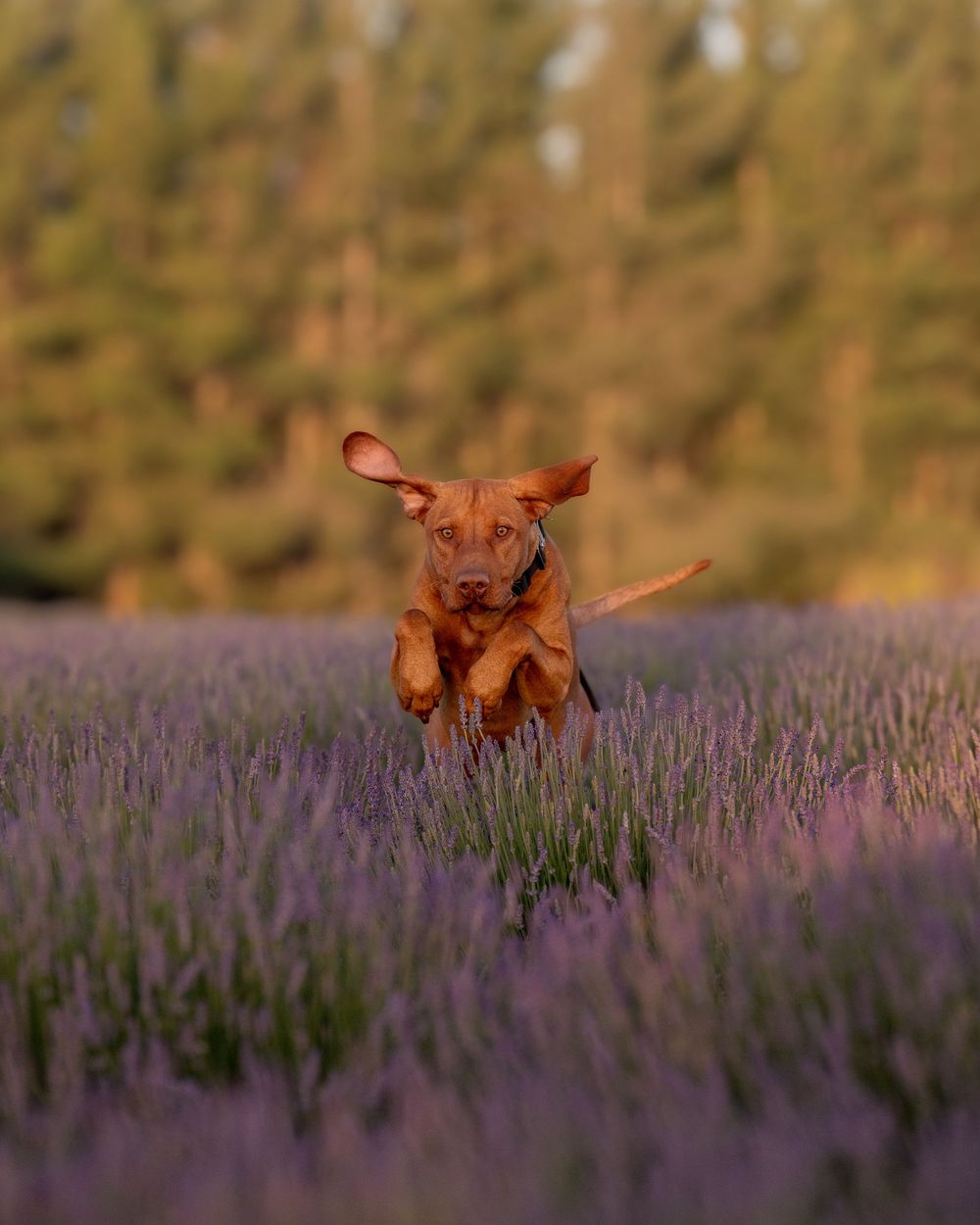 A Hungarian Vizsla dog leaps gracefully through a blooming purple lavender field at sunset.