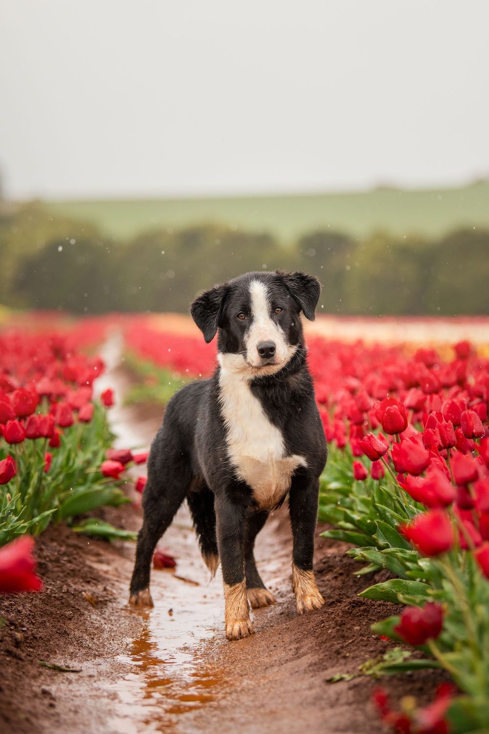 A black and white puppy walks through muddy rows between vibrant red tulip fields on a misty spring day.