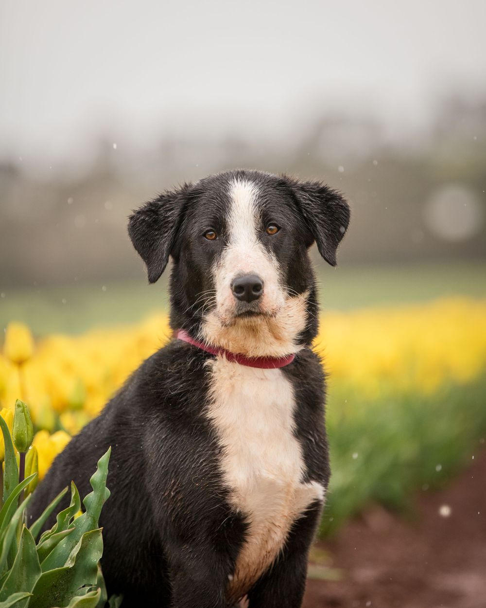 Border collie dog with black and white fur poses in a field of vibrant yellow wildflowers on a sunny day.