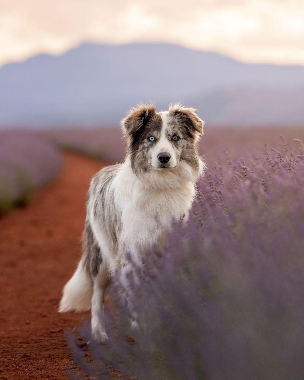 An Australian Shepherd dog poses in a blooming purple lavender field at sunset.