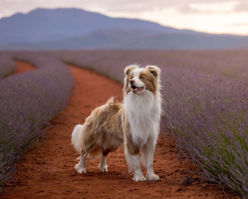 Australian Shepherd dog standing on a dirt path between rows of purple lavender flowers with mountains in the background.