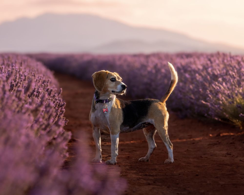 A beagle dog stands on a dirt path between rows of blooming purple lavender fields at sunset.