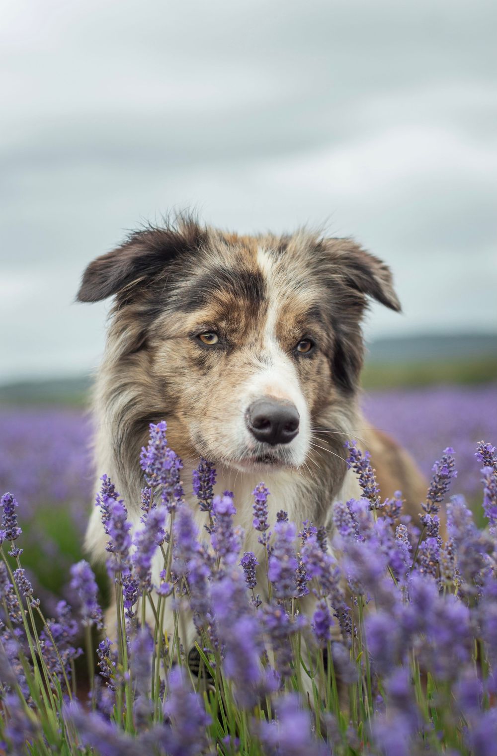 Border collie dog peeking through purple lavender flowers in a field.