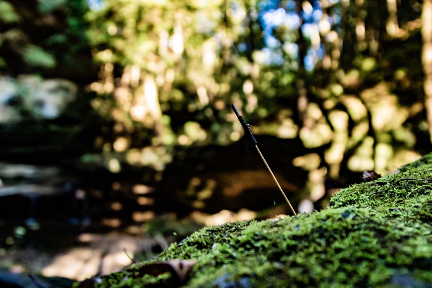 Close-up of a small twig emerging from green moss in dappled sunlight.