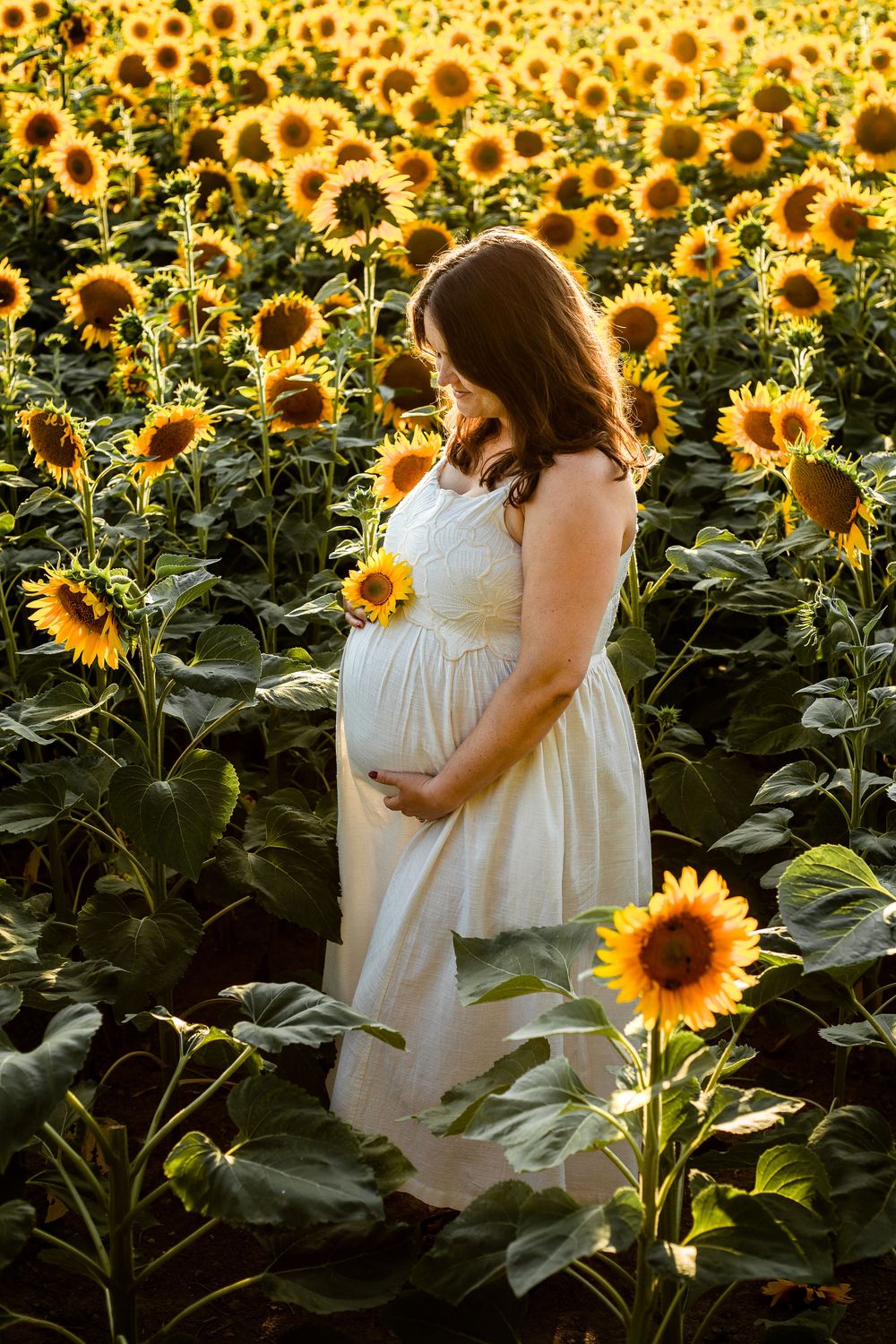 A beautiful pregnant lady stands looking down at her baby bump in a sunflower field on Hayling Island, Hampshire, during maternity session.