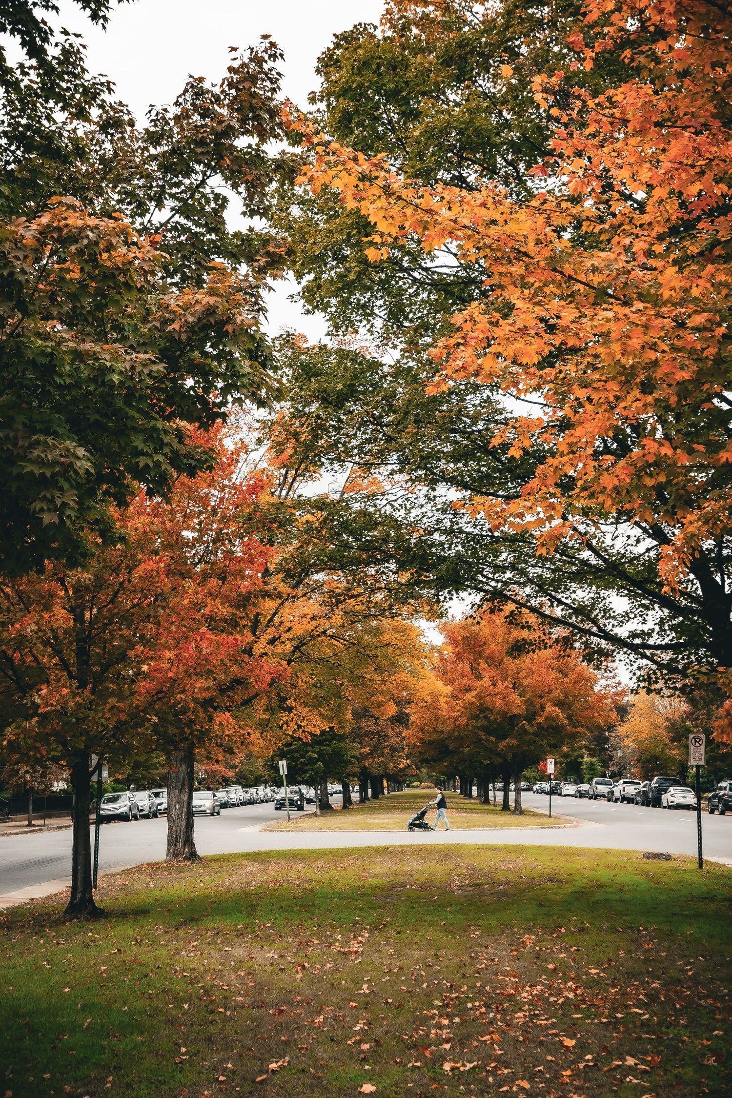 A scenic autumn road lined with maple trees displaying vibrant orange foliage on a grassy lawn.