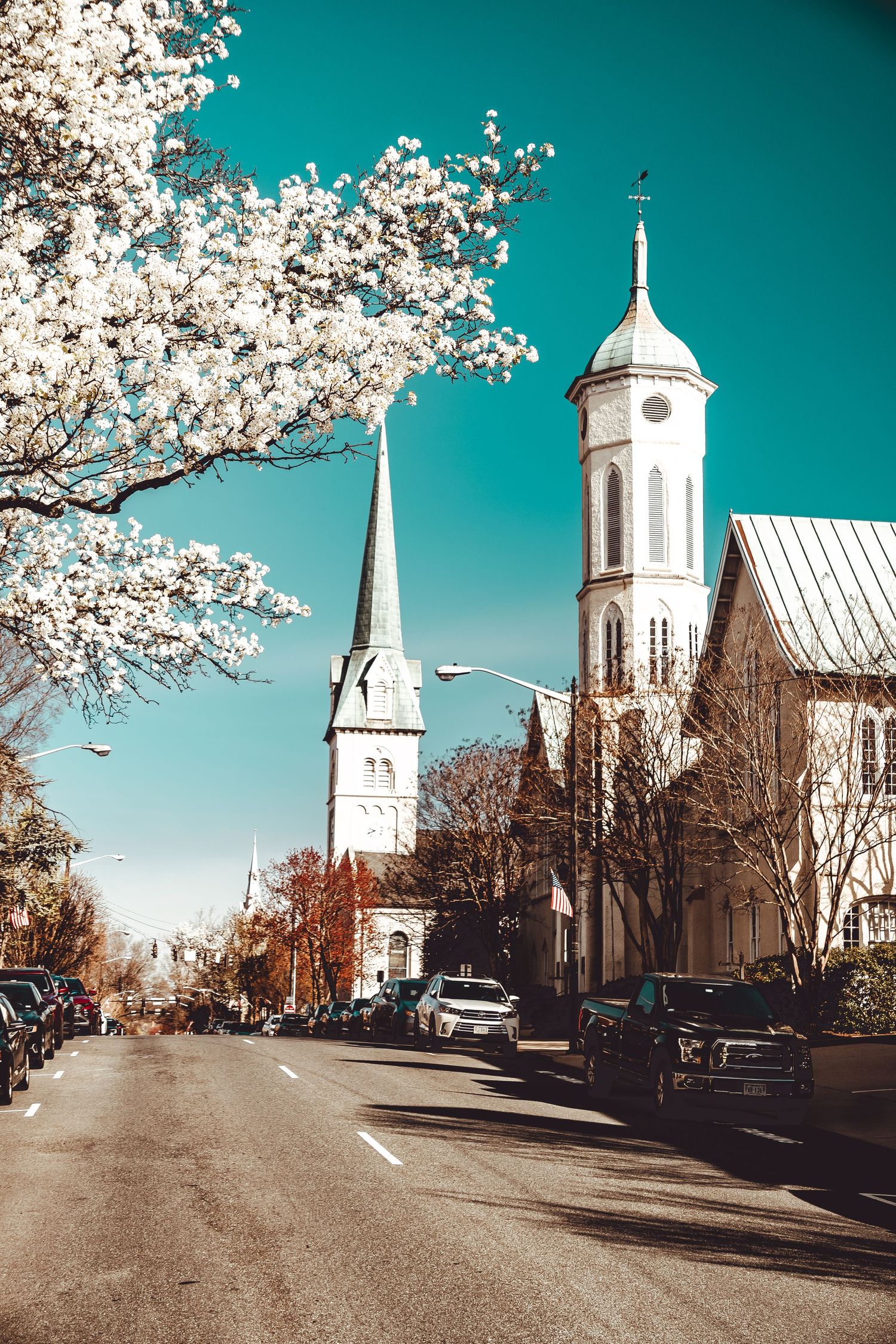 Beautiful spring cherry blossoms frame historic church spires against turquoise sky on charming New England street.