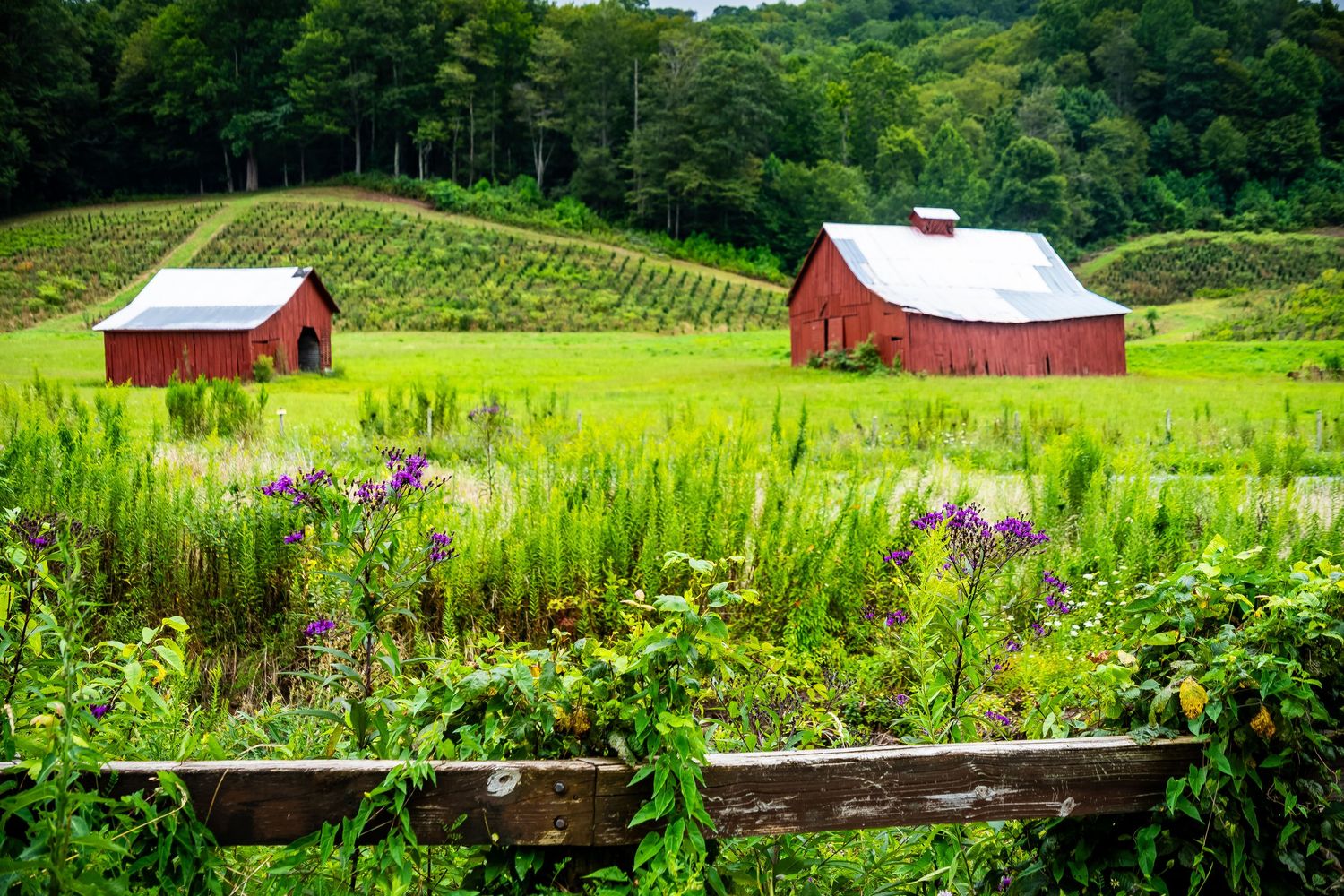 Rolling green hills with red barns and wildflowers dot the scenic rural landscape in summer.