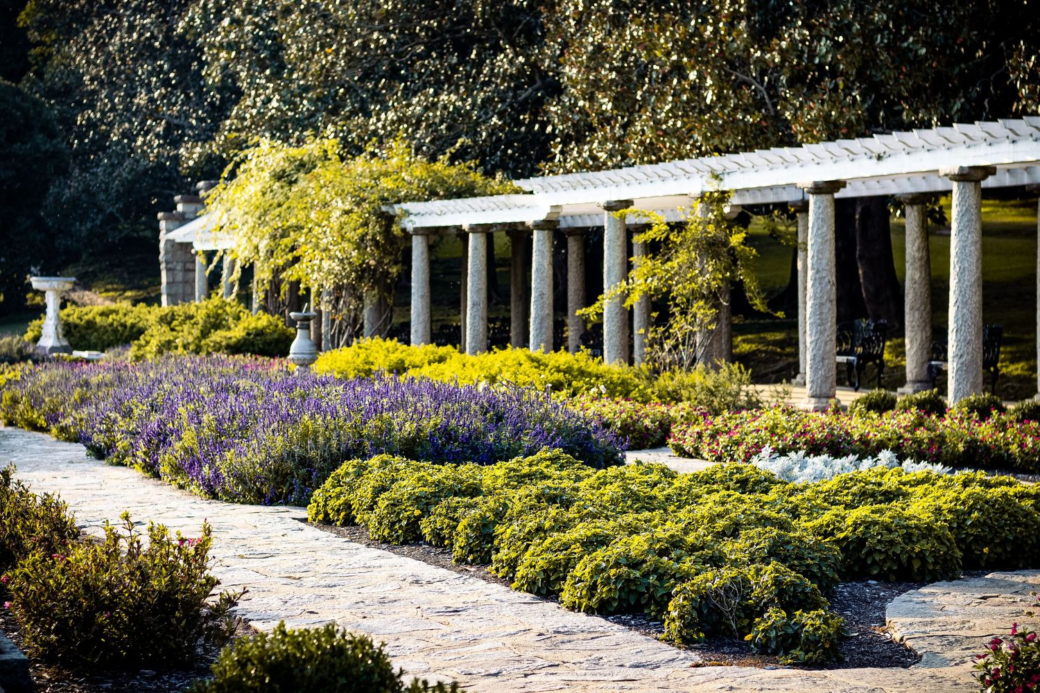 A beautiful garden pathway lined with white columns and blooming purple wisteria flowers in springtime.