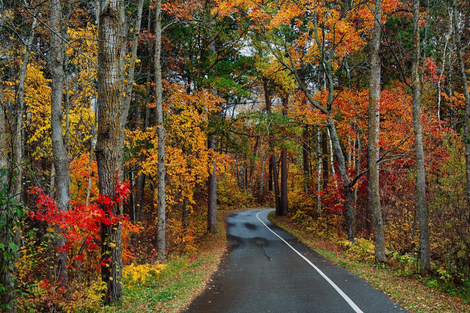 Scenic autumn road lined with vibrant orange and red foliage in a forest setting.