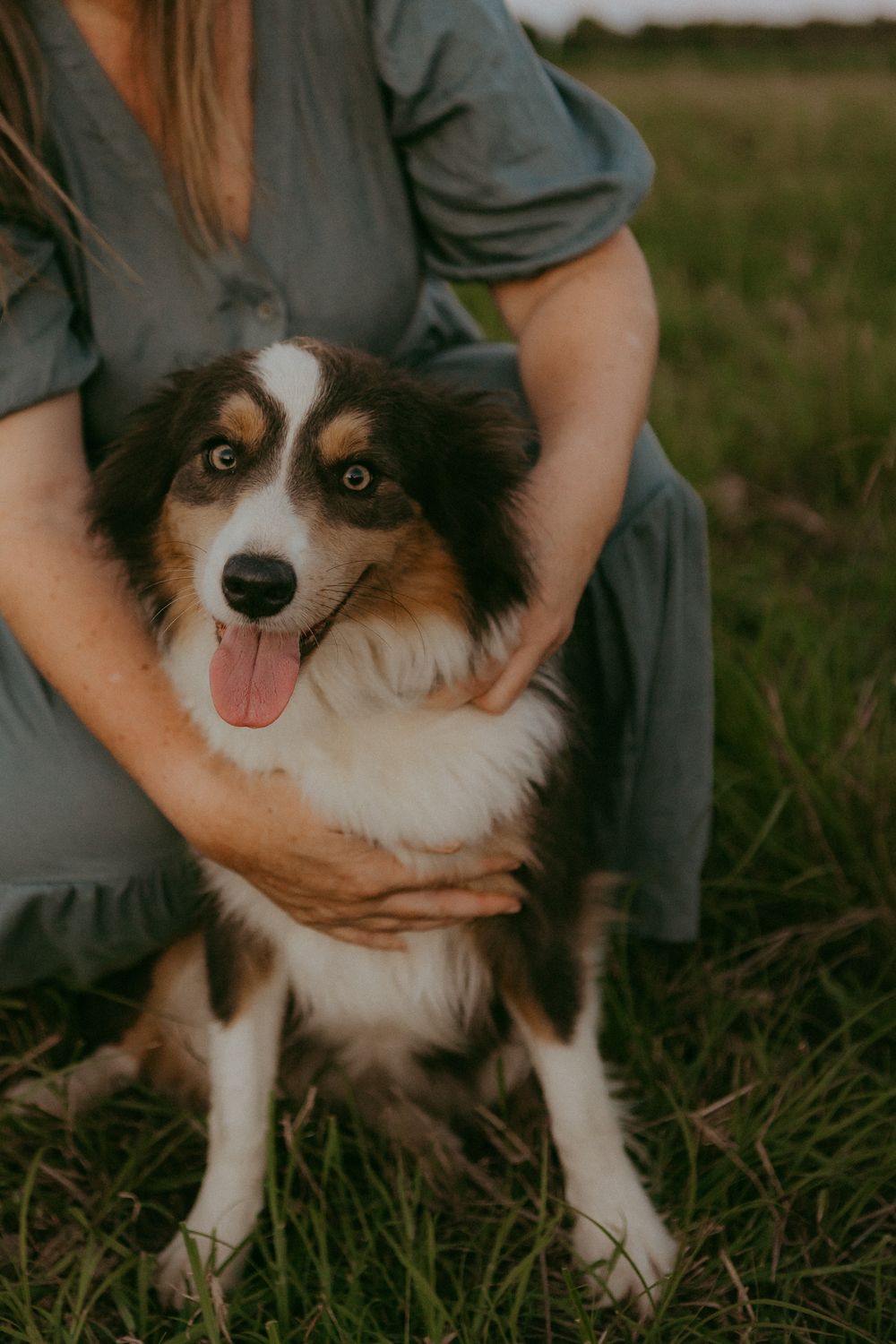 Happy tricolor Australian Shepherd dog with tongue out held by woman in teal dress outdoors.