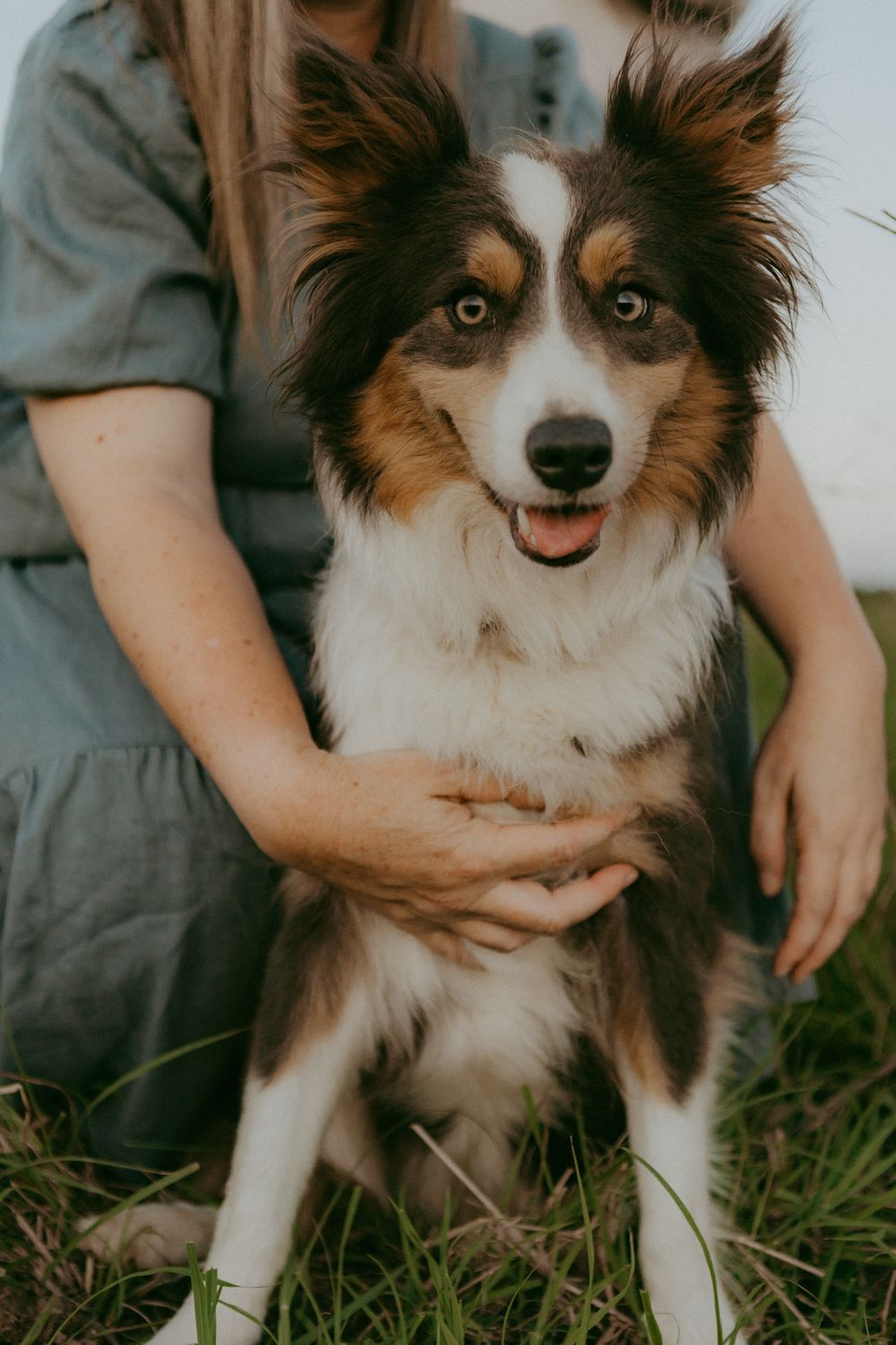 Tricolor Australian Shepherd dog looking at camera while being held by woman in green dress.