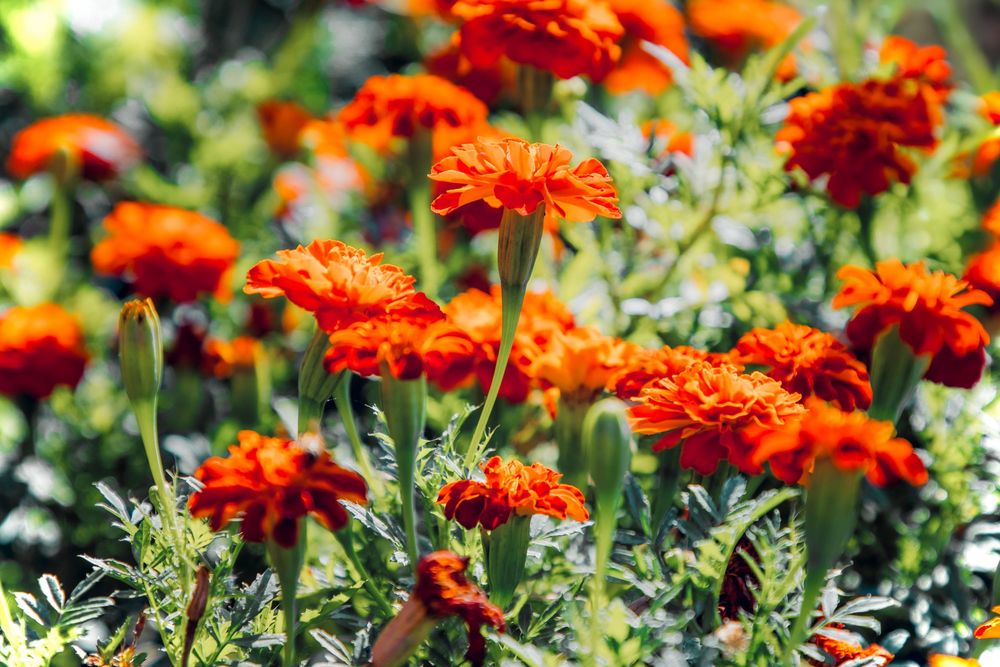 Flores